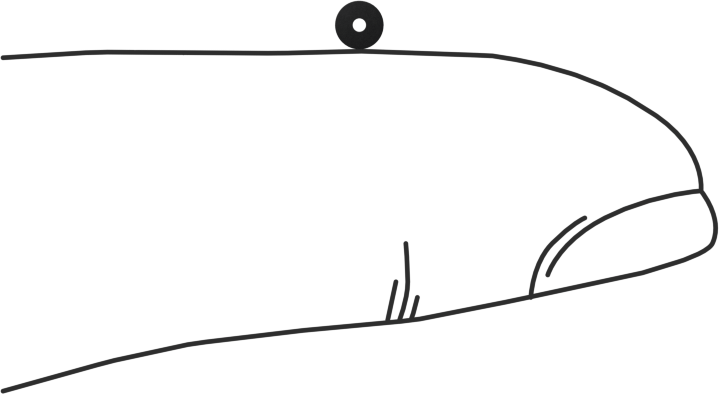 Kimyasala Dayanıklı Viton® Floroelastomer O-Ring, Kare Profilli, 1/32 Kesirli Genişlik, Dash No. 001