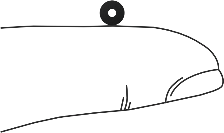 Kimyasala Dayanıklı Viton® Floroelastomer O-Ring, Kare Profilli, 1/16 Kesirli Genişlik, Dash No. 003