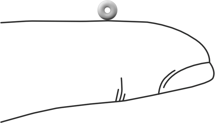 Yumuşak Viton® Floroelastomer O-Ring, FDA Uyumlu, 3/64 Kesirli Genişlik, Dash No. 002