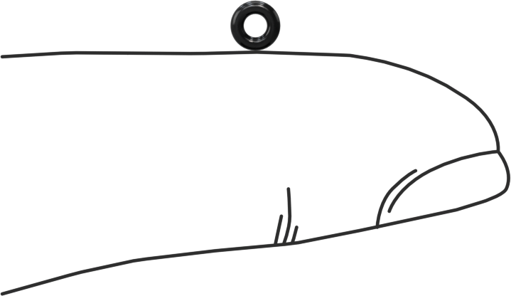 Suya ve Buhara Dayanıklı EPDM O-Ring, 1/32 Kesirli Genişlik, Dash Numarası 001-1/2