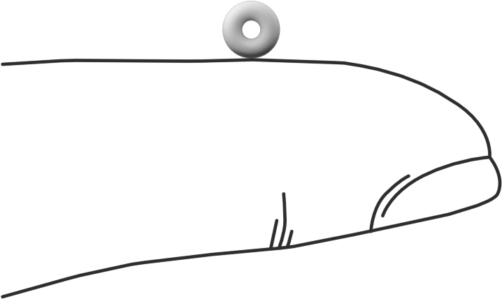 Ultra Kimyasala Dayanıklı Sert PTFE O-Ring, 1/16 Kesirli Genişlik, Dash Numarası 003